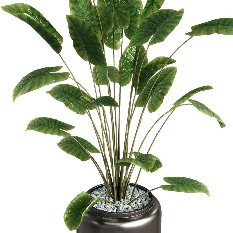Indoor Plants – 28 Plant in pot - Image 3