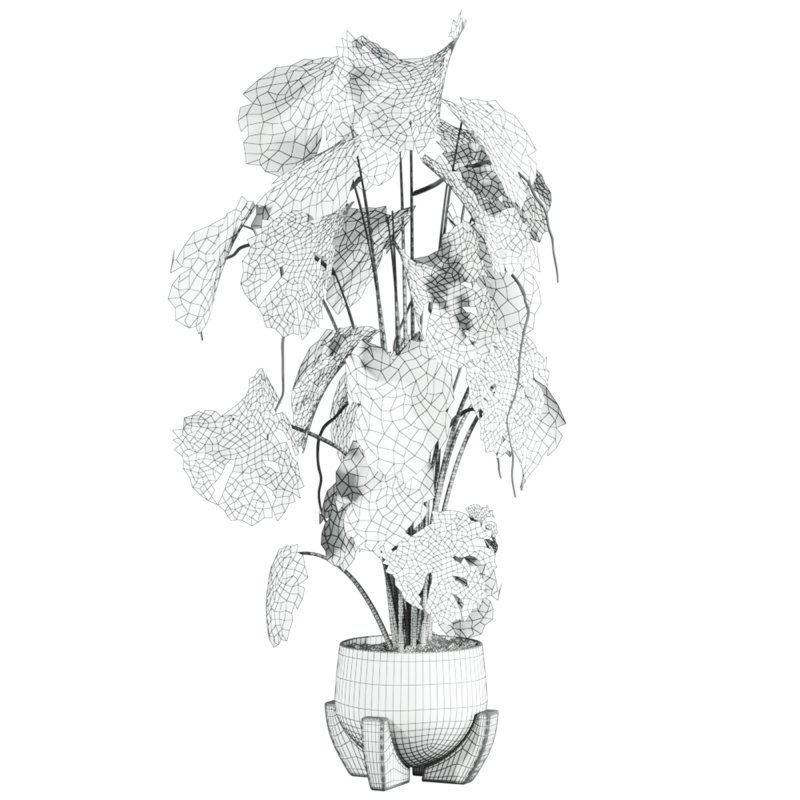 monstera potted plant - Image 4