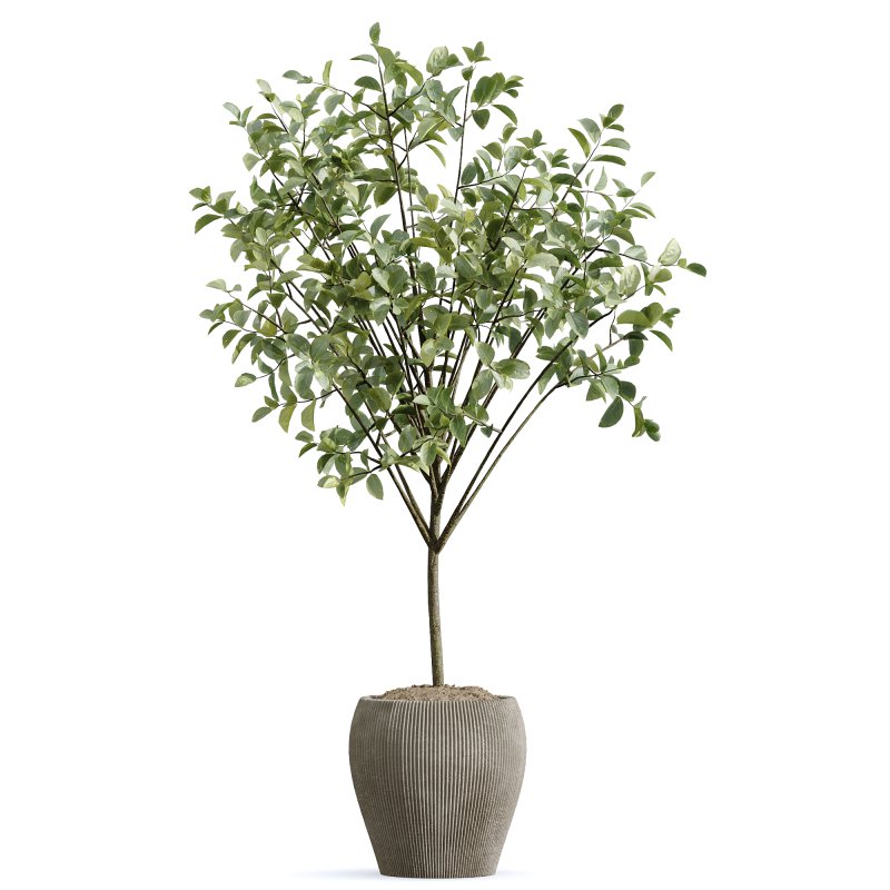 AV Indoor Plants Set 259 Olive Eucalyptu and Dracaena Warnecki and Monstera Deliciosa - Image 2