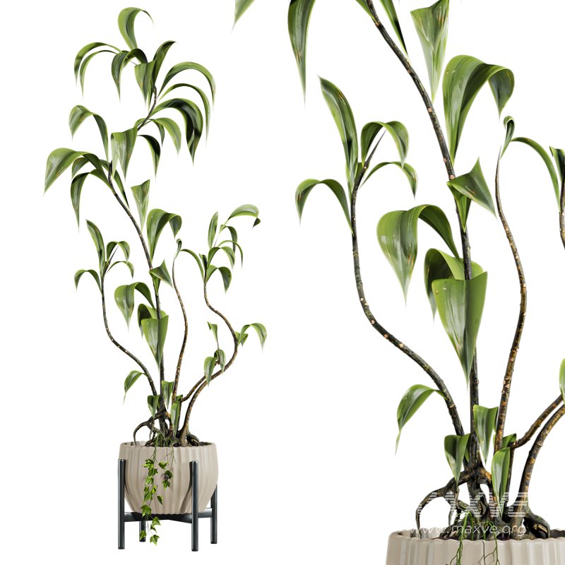 potted plant - Image 2