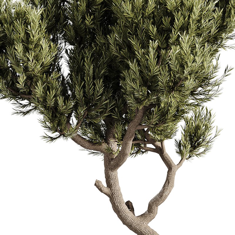 indoor plants – 63 plant in pot - Image 3