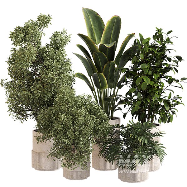 Indoor Plant Set 0154 - Image 1