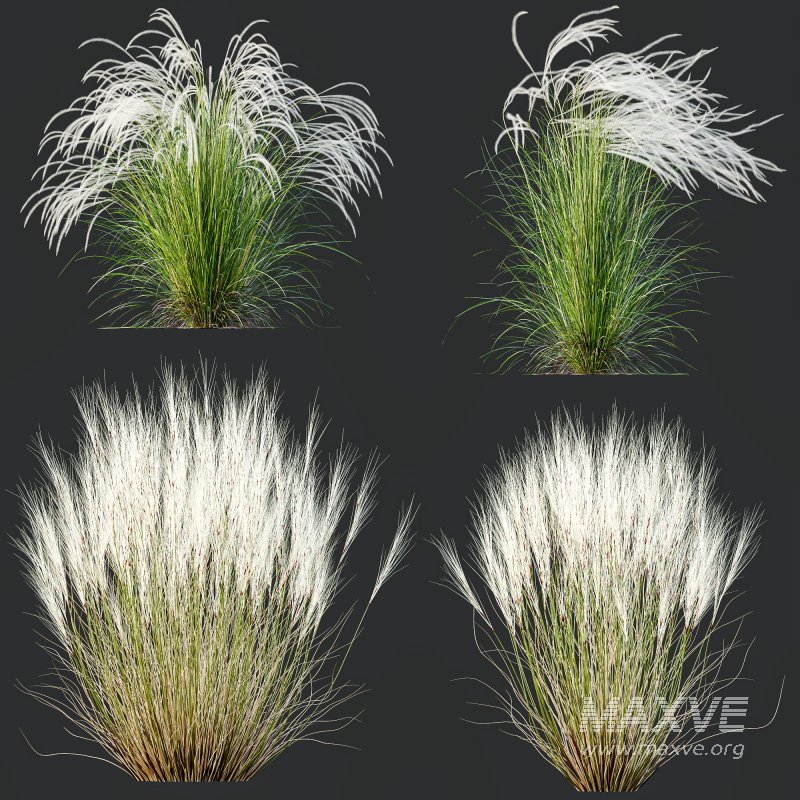 AV Stipa Grass Set is a breathtaking collection of elegant ornamental grasses - Image 7