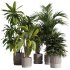 Indoor Plants collection – 72 Plants in pot - Thumbnail 3