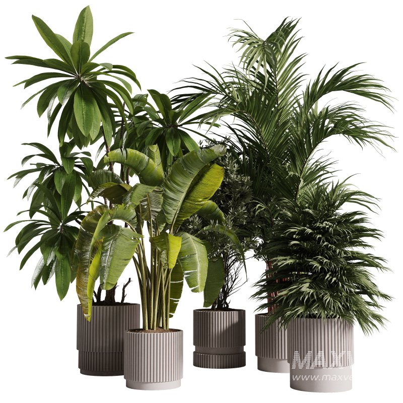 Indoor Plants collection – 72 Plants in pot - Image 3
