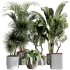 indoor plants 109 – plant collections in pot - Thumbnail 10