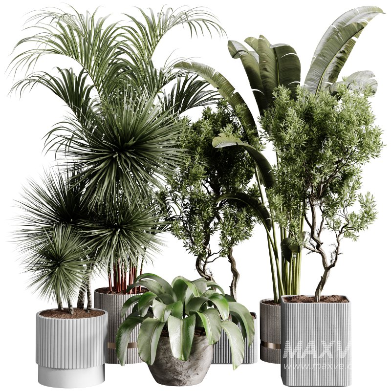indoor plants 109 – plant collections in pot - Image 10