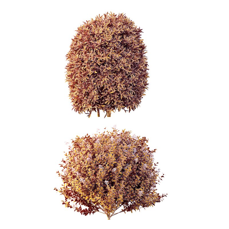 AV Phillyrea Angustifolia Rosemarinifolia and Ligustrum Ovalifolium Argenteum Aureum - Image 9