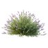 plant bush Flower Lavandula Stoechas 02 - Thumbnail 3