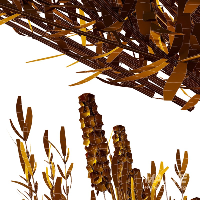 plant bush Flower Lavandula pedunculata 01 - Image 6