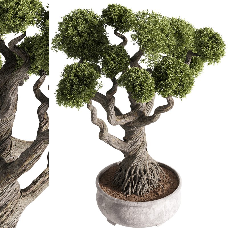 indoor plants – 48 plant in pot - Image 1