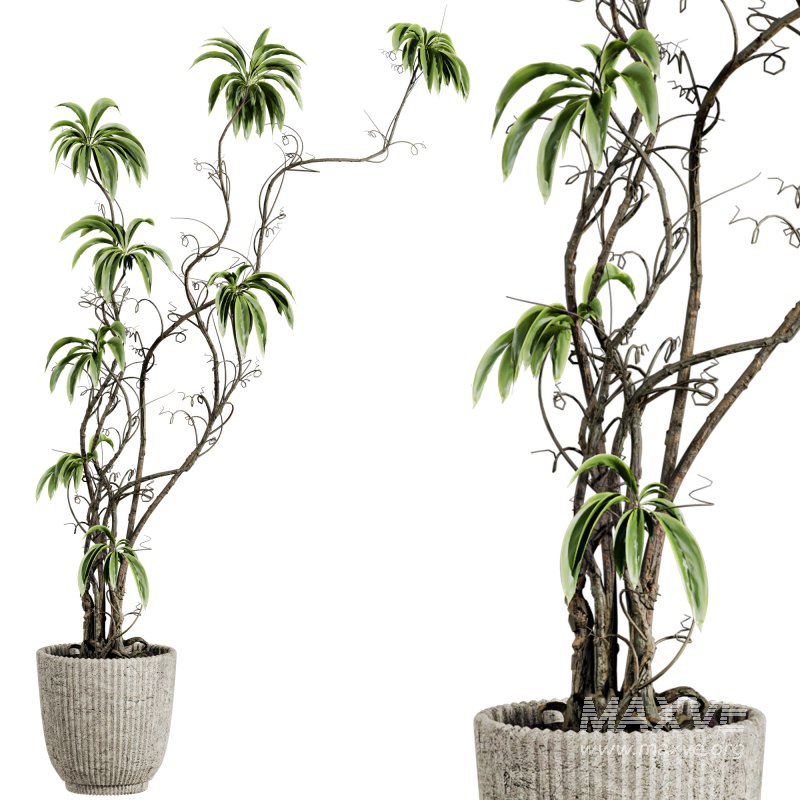 potted plants - Image 3