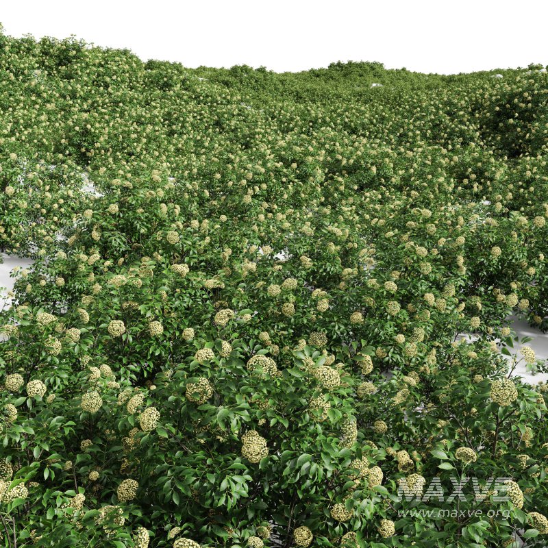 AV spring bushes Sambucus Nigra and Rhapis Excelsa - Image 7