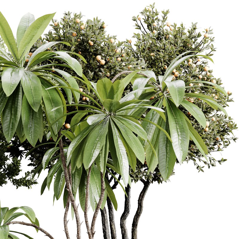 indoor plants 111 – plant collections in pot - Image 2