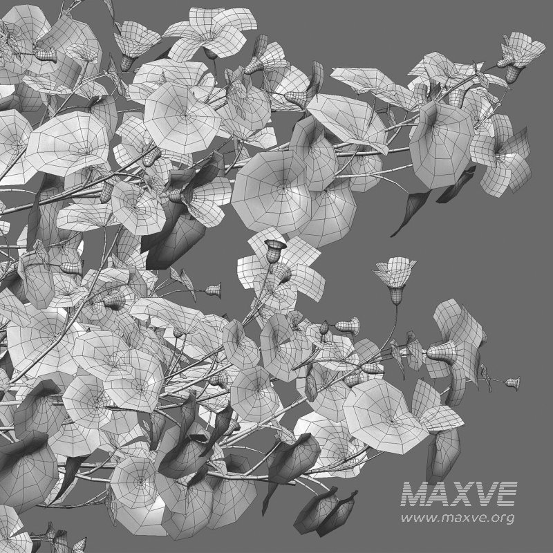 Alyogyne huegelii – Blue Hibiscus 01 - Image 6