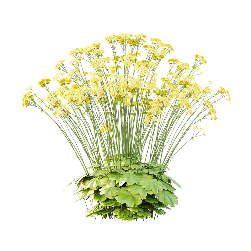 Alchemilla mollis flower Plant 03 - Image 5