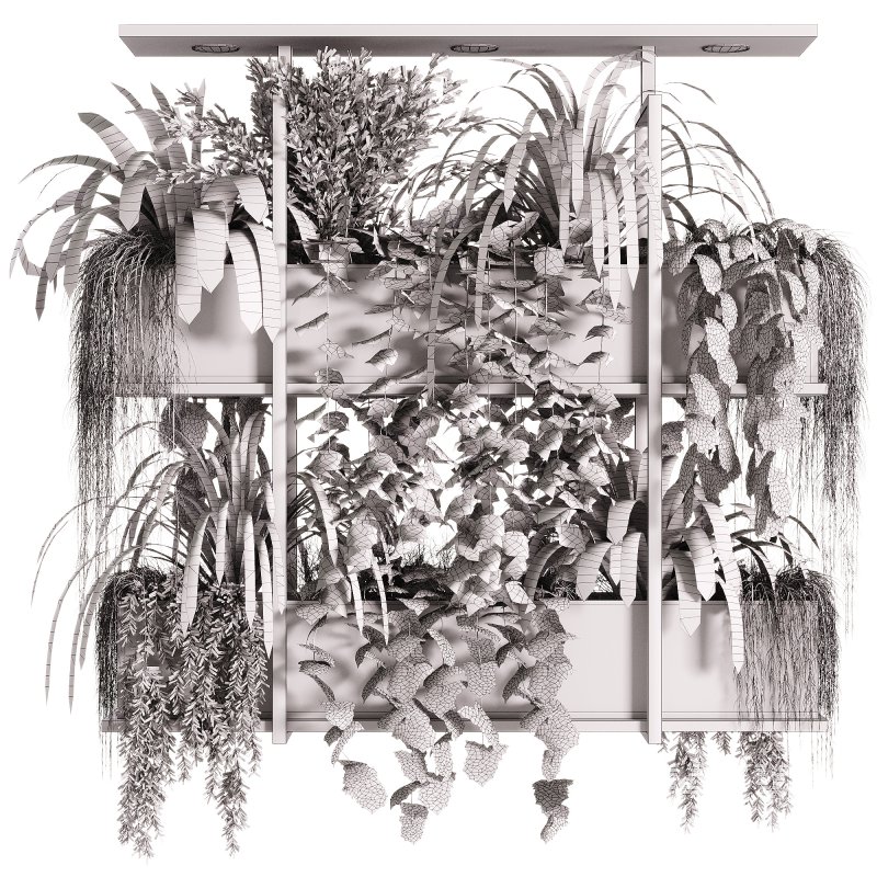 Indoor Plants – 23 Hanging plants - Image 4