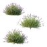 plant bush Flower Lavandula Stoechas 02 - Thumbnail 1