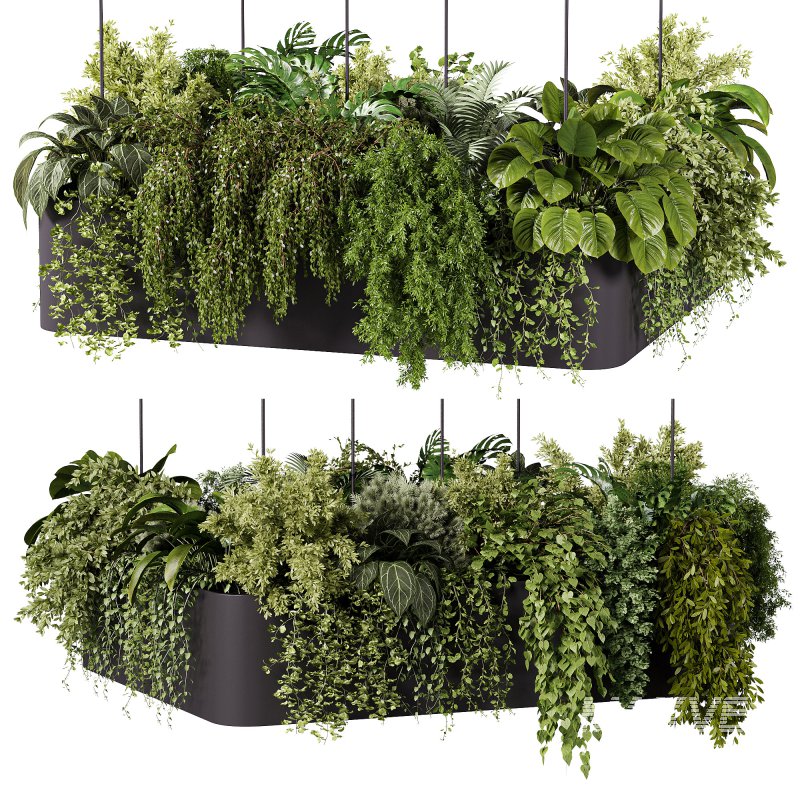 indoor plants – 64 Hanging indoor plant - Image 3