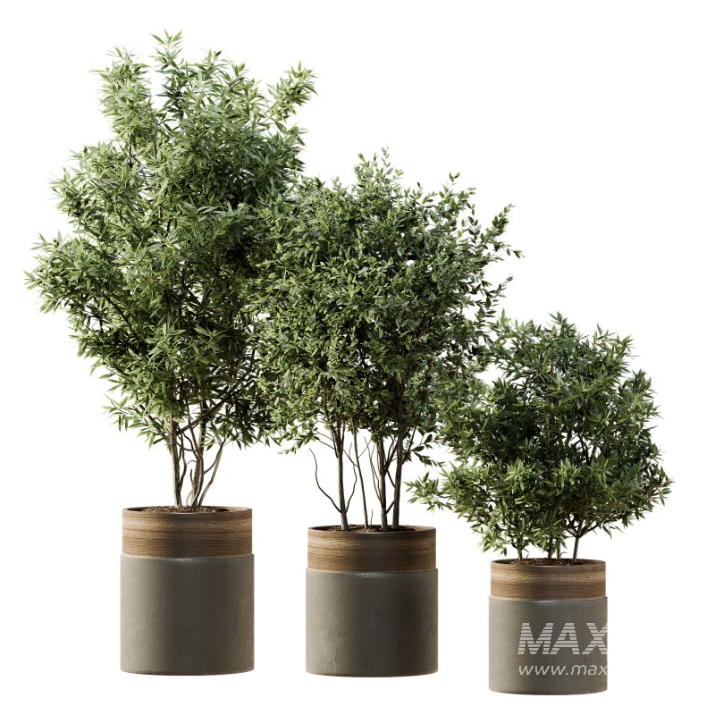 Indoor Plant 43 - Image 4