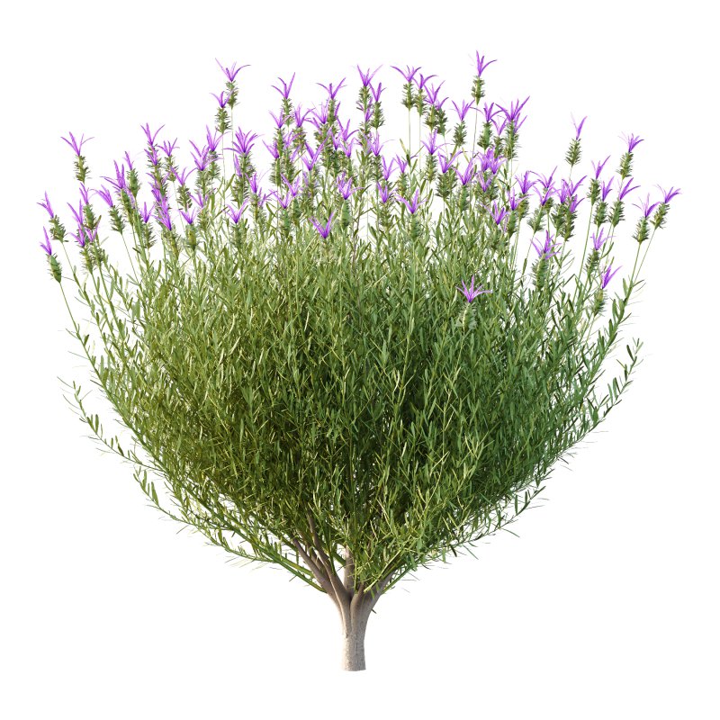 plant bush Flower Lavandula Stoechas 01 - Image 2