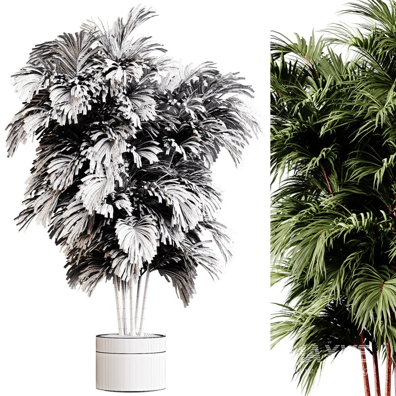 Indoor plants 85 – Plant in pot - Image 3