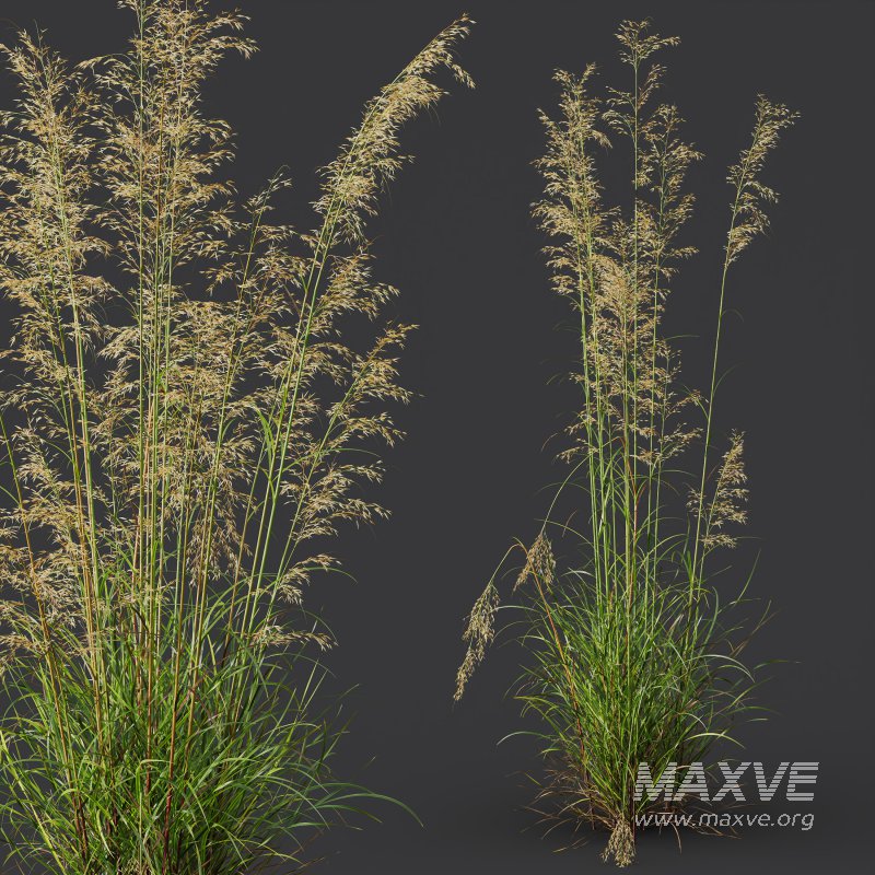 ntal grasses—**Celtica gigantea** (Golden Oats Grass) and **Nassella tenuissima** (Mexican Feather Grass)—curated for naturalistic, windswept landscapes and high-end 3D visualizations. - Image 11