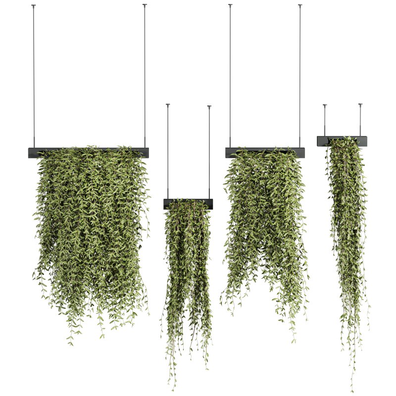 ivy plants - Image 1