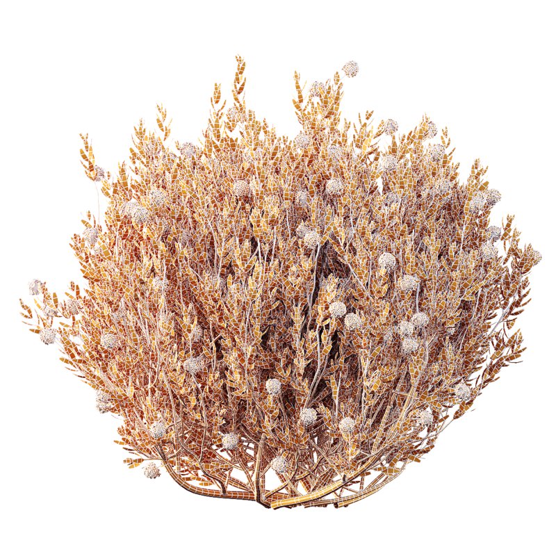 AV Spring flowering shrubs Nerium Rose Pink and Ixora Jasmine Coccinea Red Yellow - Image 7