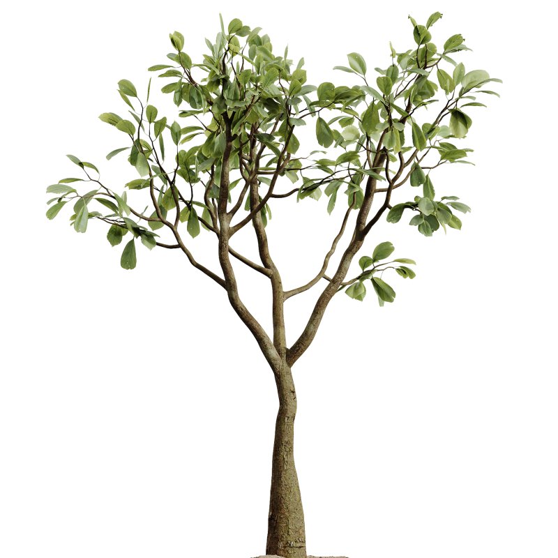 AV Indoor Plants Set 275 Mega Pack Yucca Areca Palm Japandi Ficus - Image 5