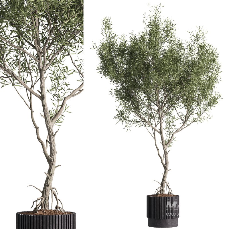 indoor plants – 43 plant in pot - Image 2