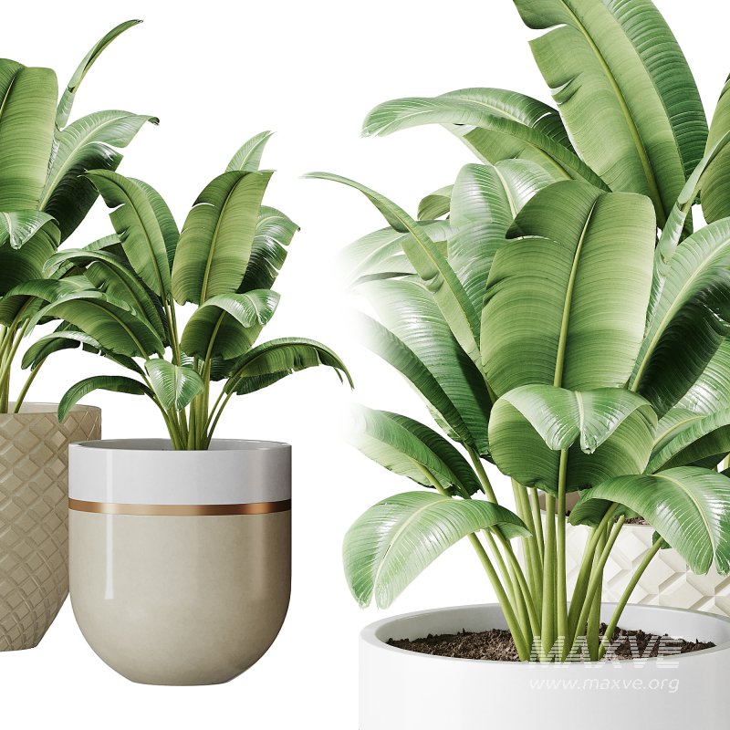 Spathiphyllum wallisii flower - Image 6