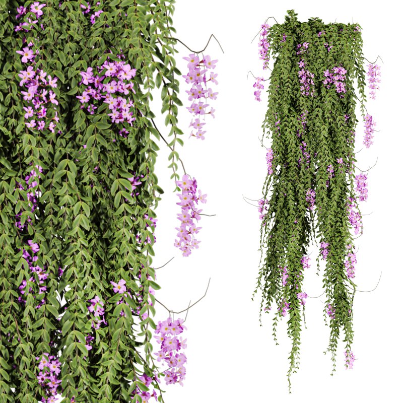 ivy plants - Image 2