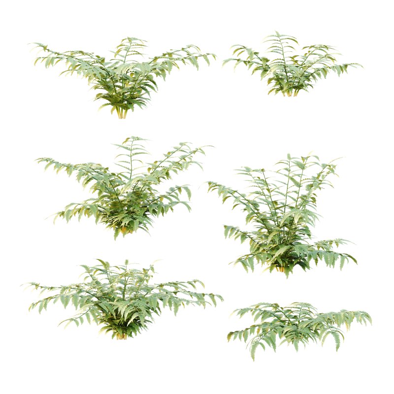 Macrothelypteris torresiana Fern bush 03 - Image 1