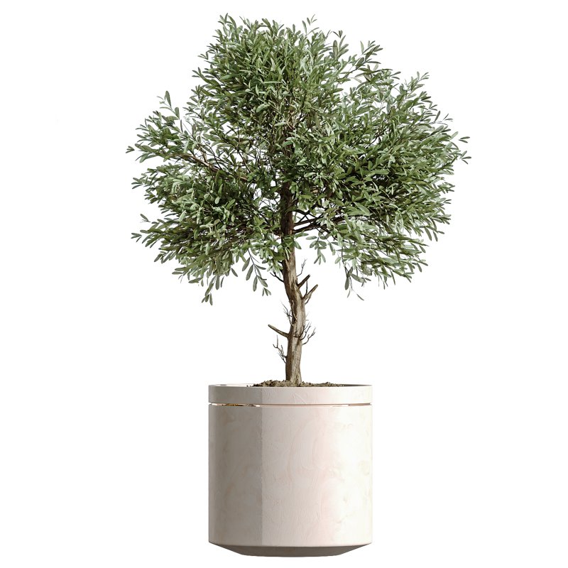 AV Indoor Plants Set 274 Olive Mission and Calathea Lutea and Lemon Lime Cane Dragon - Image 5