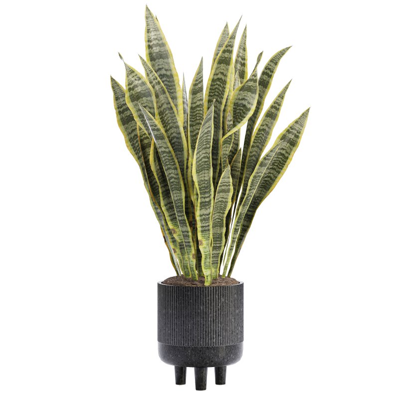 Indoor Plant 05-Sansevieria Plant - Image 2