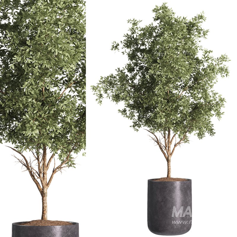 indoor plants – 32 plants in pot - Image 2