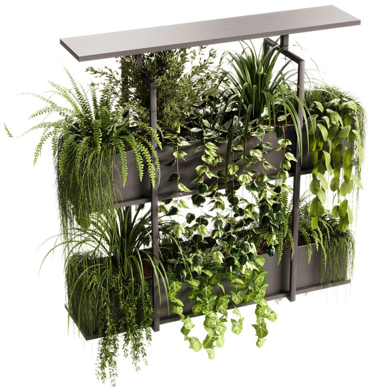 Indoor Plants – 23 Hanging plants - Image 6