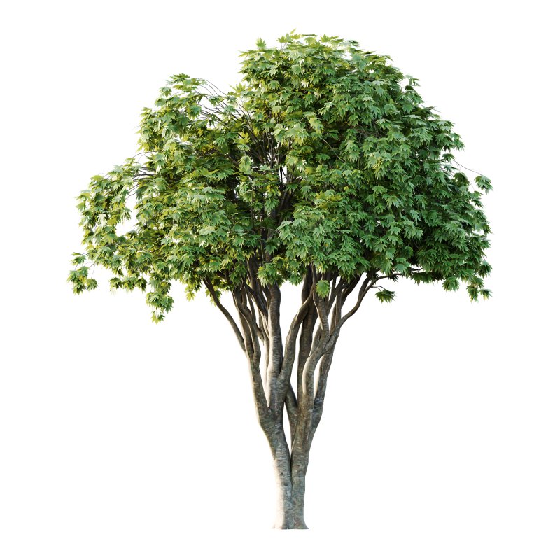 Acer Pseudoplatanus spring trees 05 - Image 2