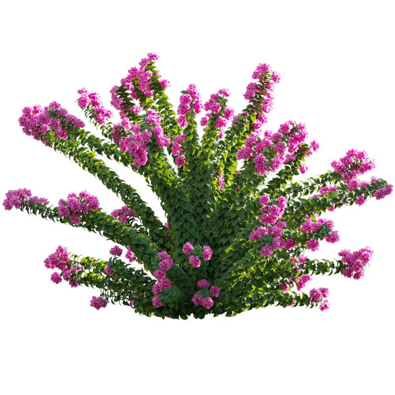 Bougainvillea – Paper Flower 01 - Image 2