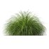 ntal grass native to moist meadows across Europe and western Asia. Its arching lime-yellow blades form dense mounds that shimmer in the light, offering a soft, flowing texture ideal for borders, ground covers, and contemporary garden compositions. - Thumbnail 1