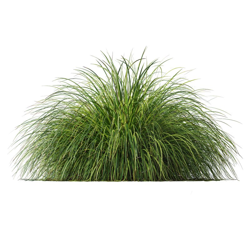 ntal grass native to moist meadows across Europe and western Asia. Its arching lime-yellow blades form dense mounds that shimmer in the light, offering a soft, flowing texture ideal for borders, ground covers, and contemporary garden compositions. - Image 1