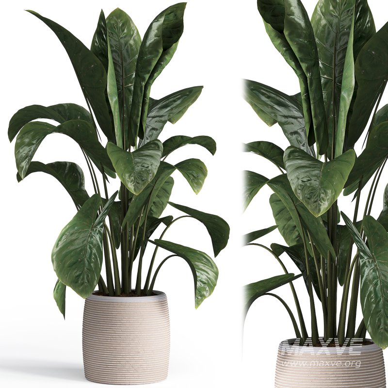 Indoor plant set 05 - Image 2