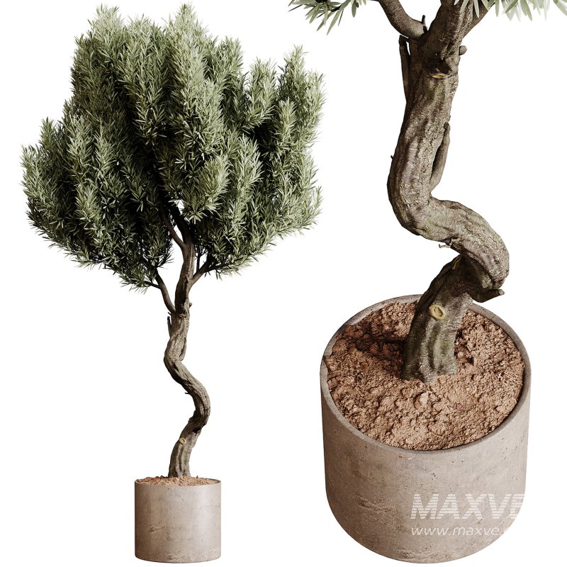 Indoor plants 79 – Plant in pot - Image 2