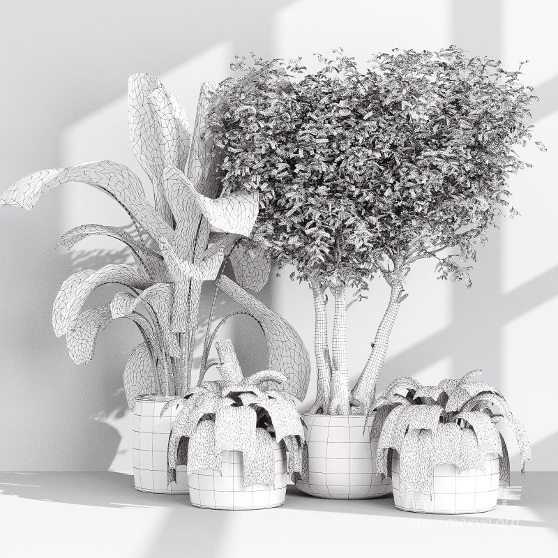 Indoor Collection plants 04 - Image 5