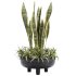 Indoor Plant 05-Sansevieria Plant - Thumbnail 5