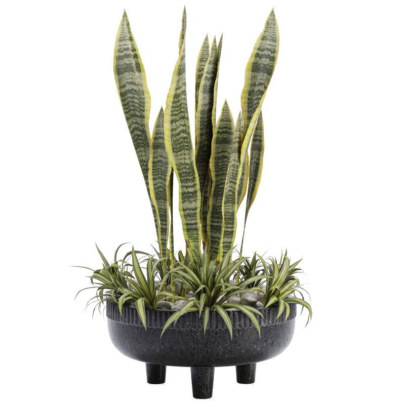 Indoor Plant 05-Sansevieria Plant - Image 5