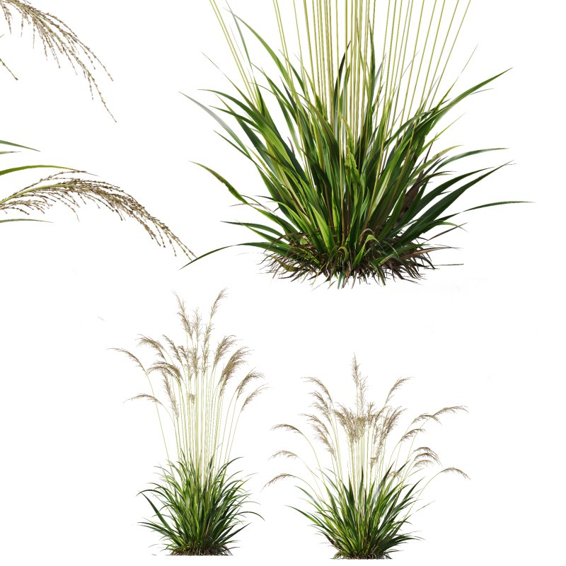 AV Molinia Caerulea Heidebraut Kleines Pfeifengras grasses - Image 1