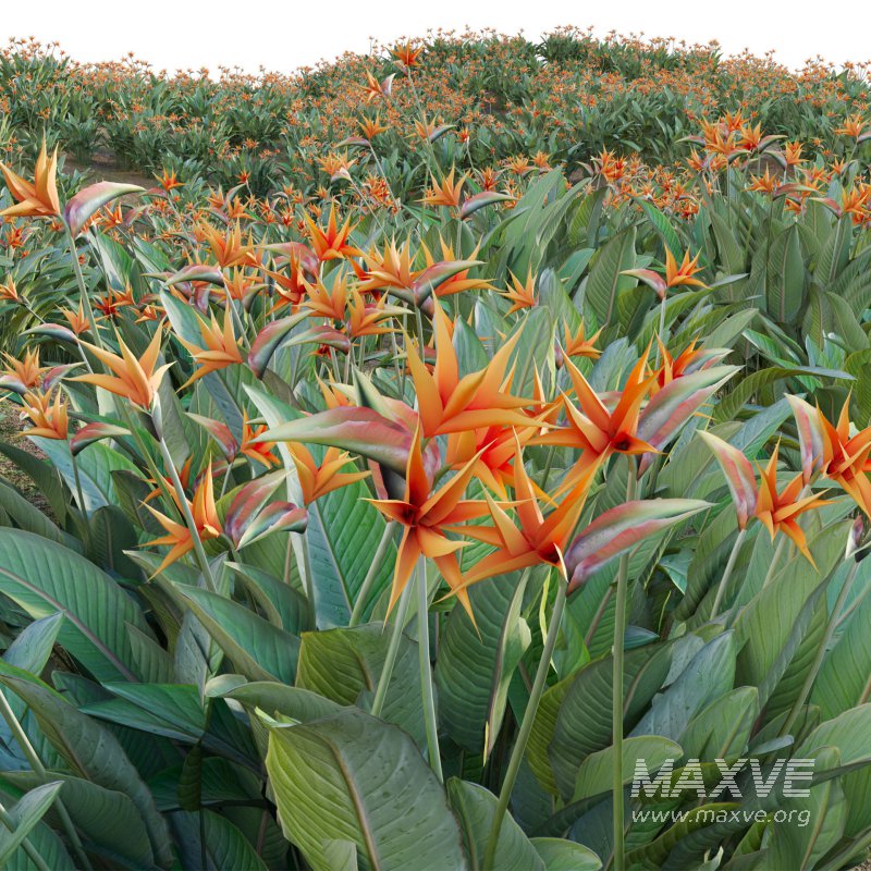 Strelitzia reginae – Bird of Paradise 03 - Image 4