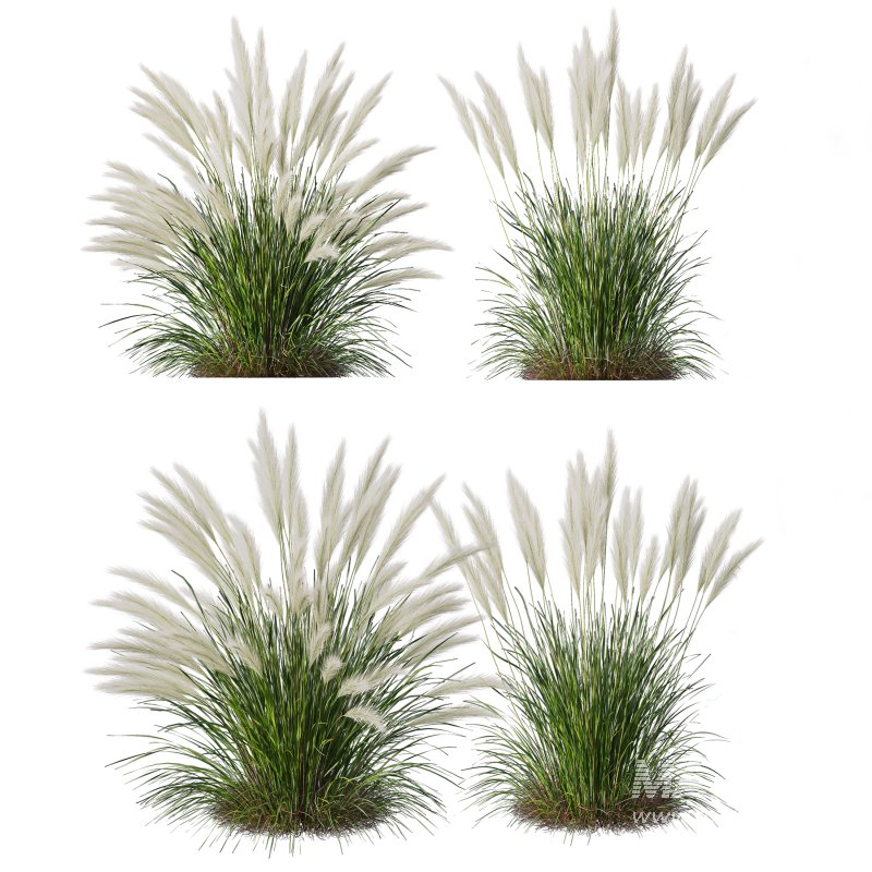 ntal grasses—**Nassella tenuissima**, also known as Mexican Feather Grass, and **Carex elata ‘Aurea’**, a golden sedge celebrated for its radiant chartreuse foliage. - Image 6